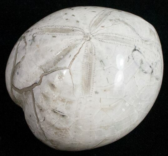 Polished Fossil Sea Urchin (Micraster) #11698